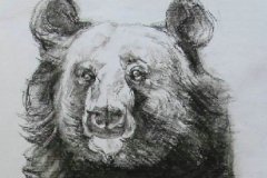 熊猫和熊的素描