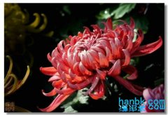 图解50种极品名菊，赏心悦目！
