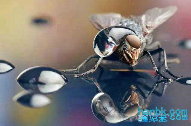 微距摄影,昆虫与苍蝇的眼睛