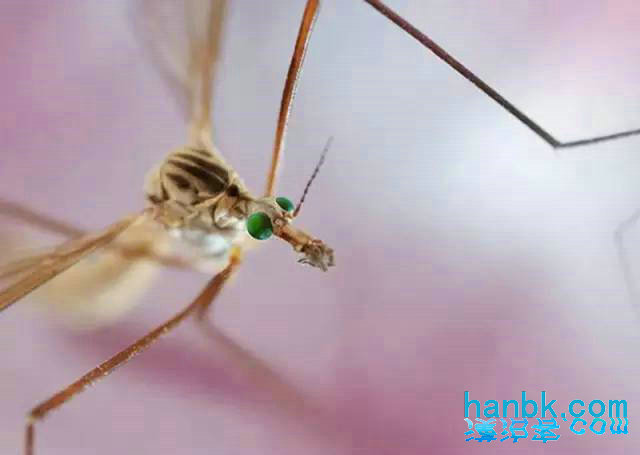 微距摄影,昆虫与苍蝇的眼睛