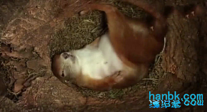 看到松鼠住的树洞里的睡姿，一种羡慕油然而生！